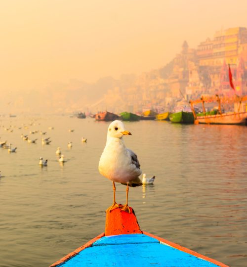 Seagull,Sitting,On,The,Boat,In,The,Morning,Boat,Ride